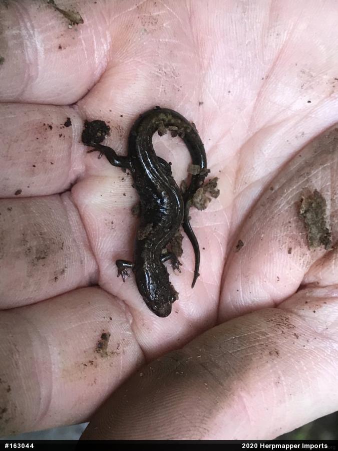 Allegheny Mountain Dusky Salamander