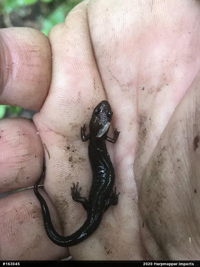 Allegheny Mountain Dusky Salamander