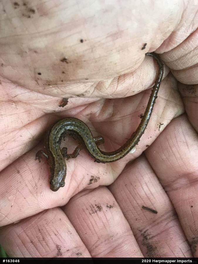 Northern Two-lined Salamander