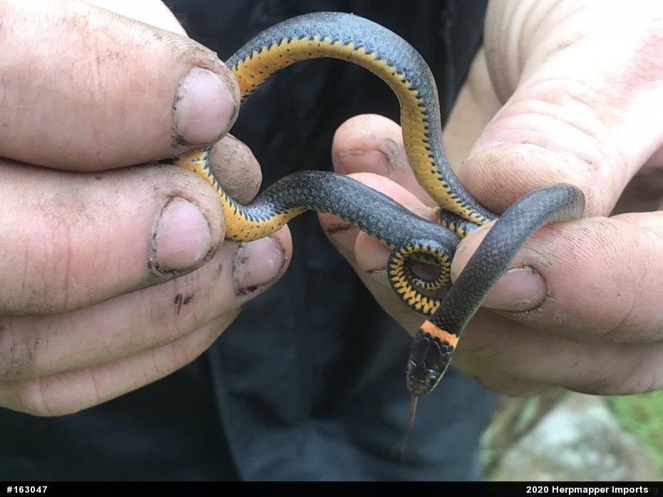 Northern Ring-necked Snake