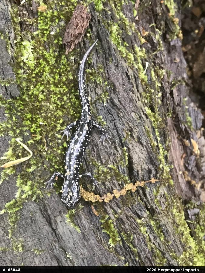 Northern Slimy Salamander