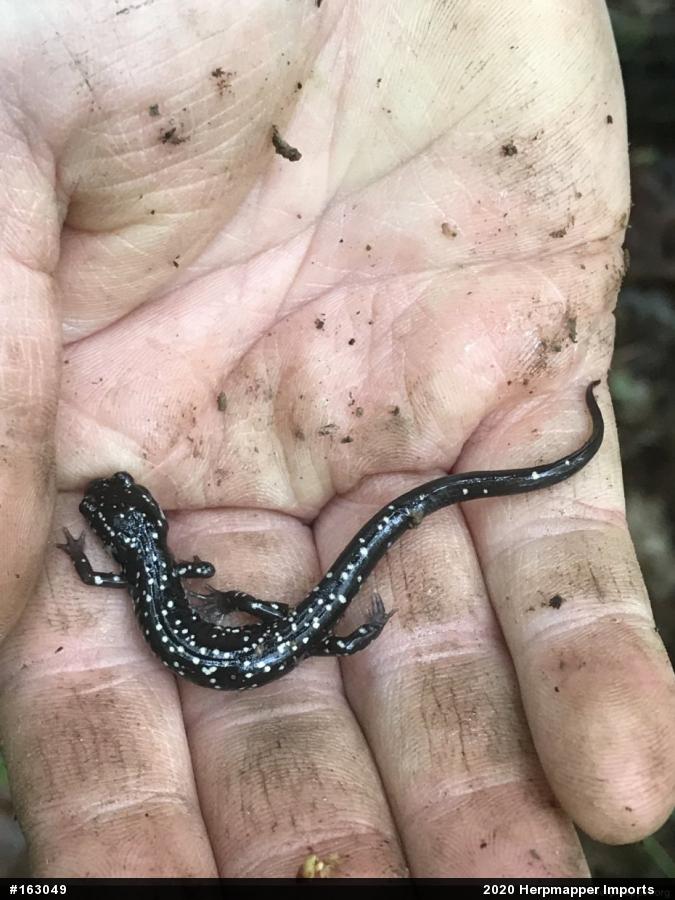 Northern Slimy Salamander