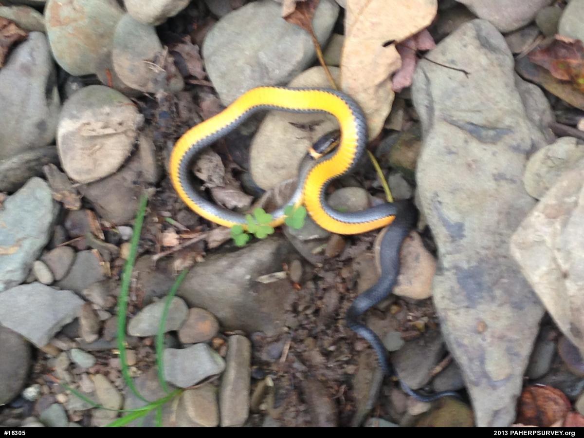 Northern Ring-necked Snake