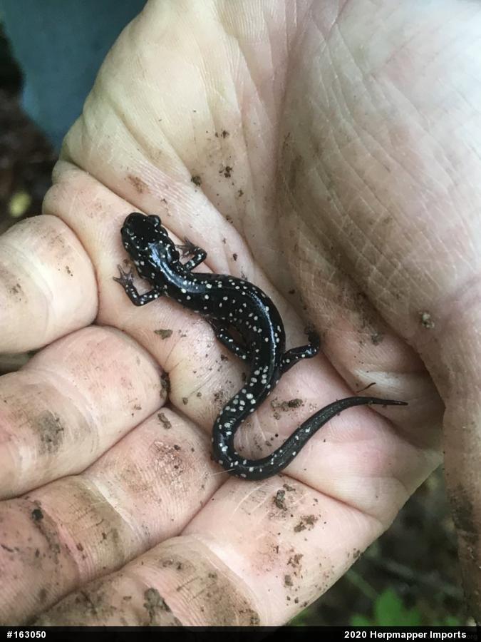 Northern Slimy Salamander