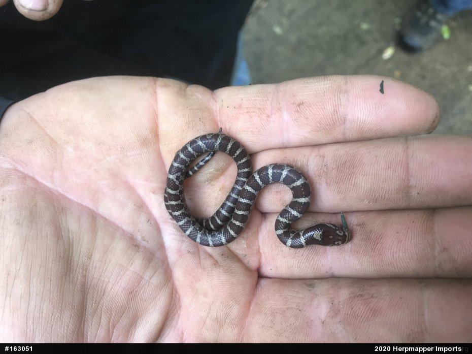 Eastern Milksnake