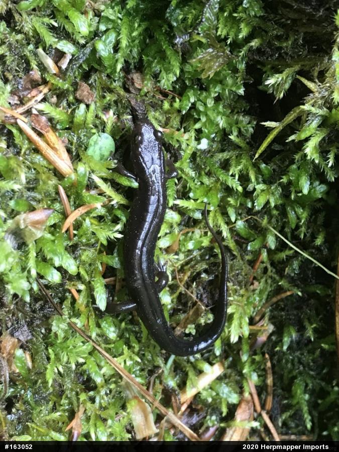 Allegheny Mountain Dusky Salamander