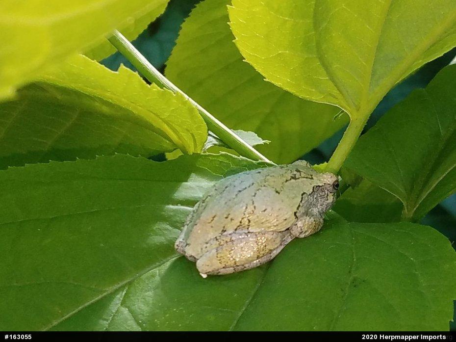 Unknown Gray Treefrog