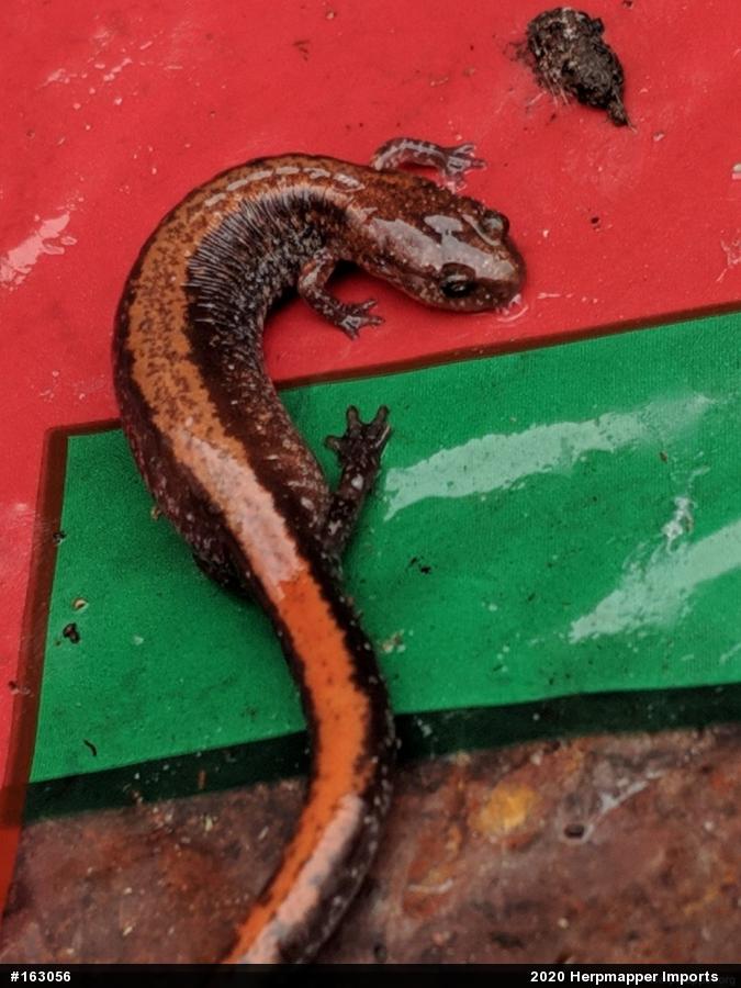Eastern Red-backed  Salamander