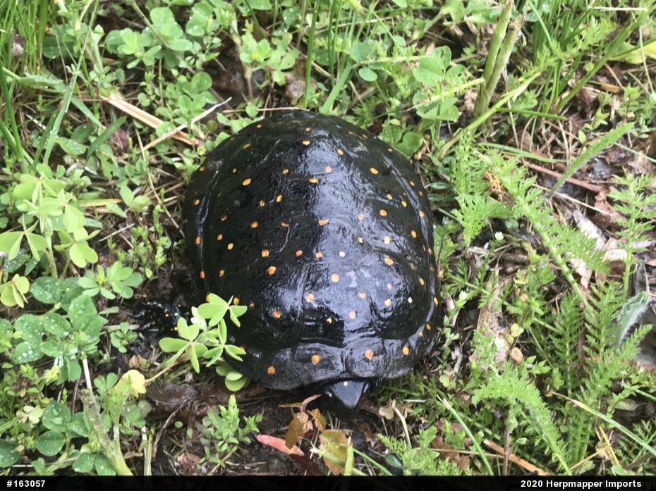 Spotted Turtle