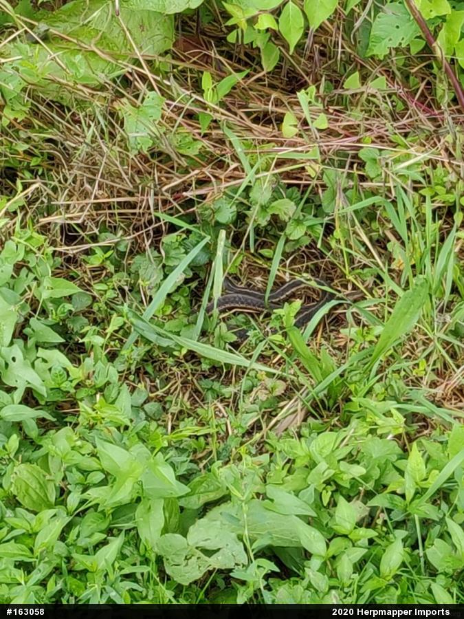 Eastern Gartersnake