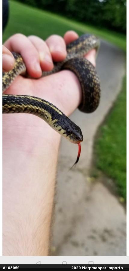 Eastern Gartersnake