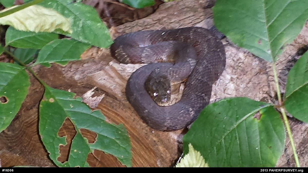 Northern Watersnake