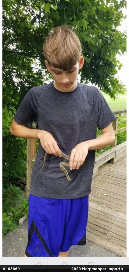 Eastern Gartersnake