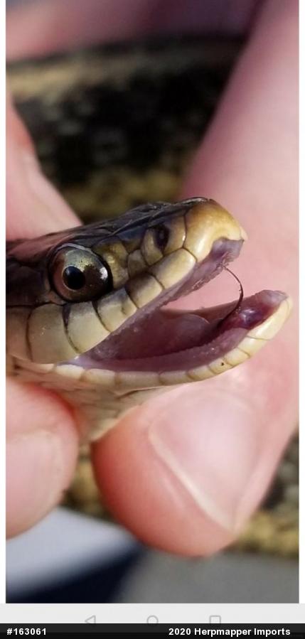 Eastern Gartersnake