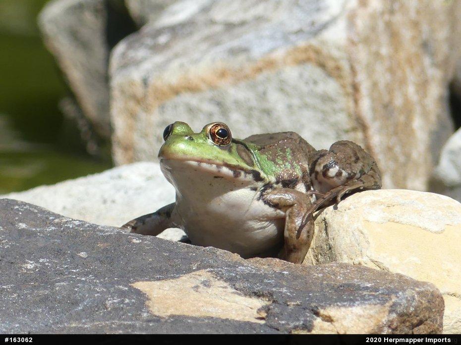 Green Frog