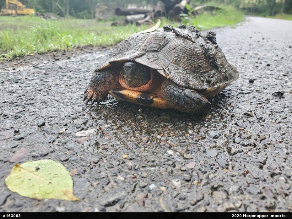 Wood Turtle