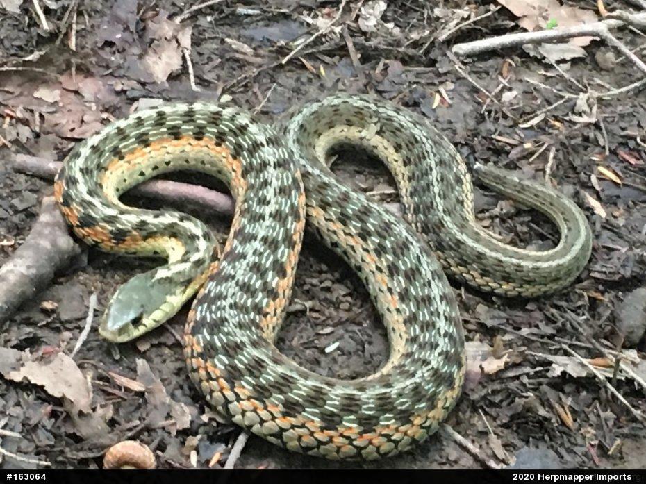 Eastern Gartersnake