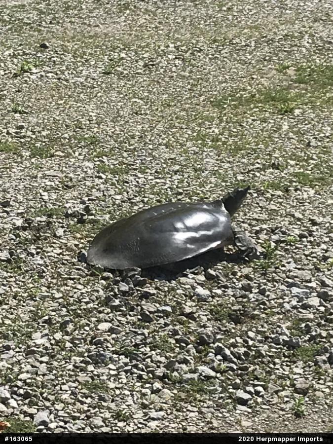 Eastern Spiny Softshell
