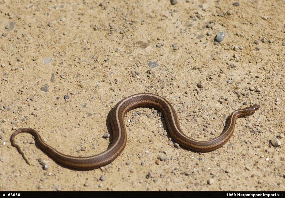 Shorthead Gartersnake