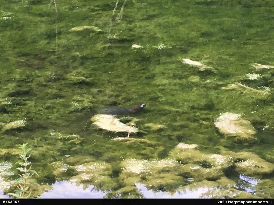 Snapping Turtle