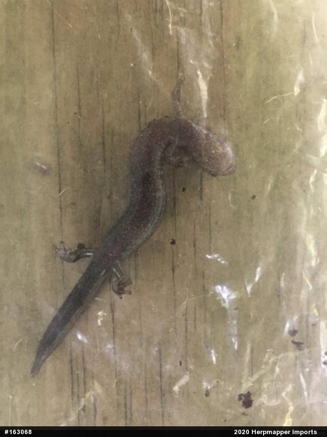 Northern Ravine Salamander