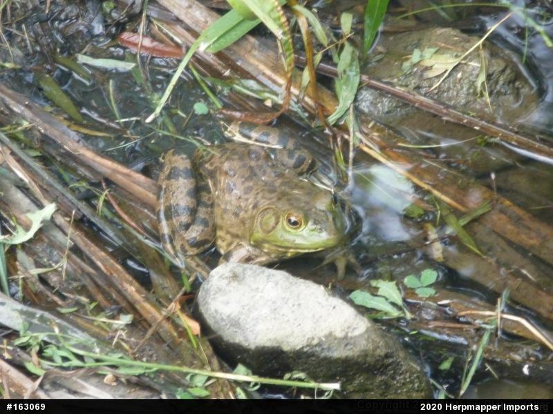 American Bullfrog