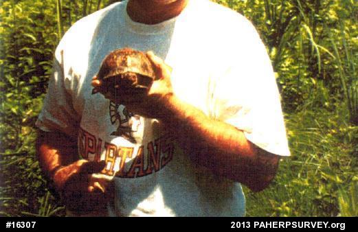 Eastern Box Turtle