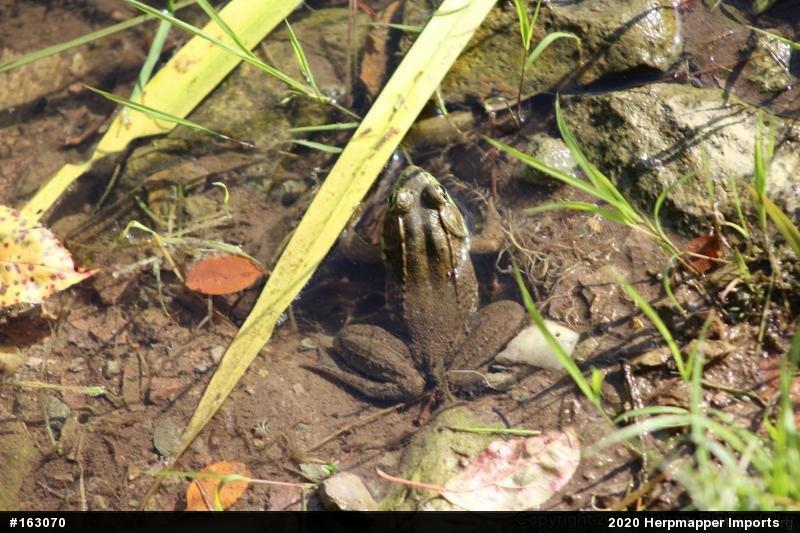 Green Frog