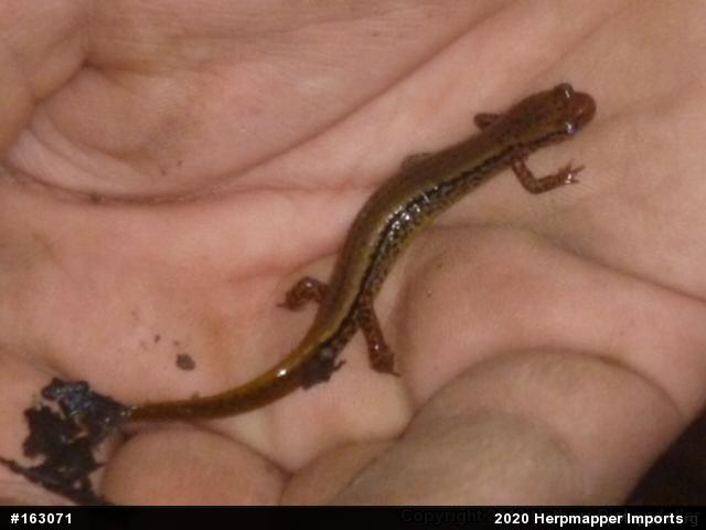 Northern Two-lined Salamander