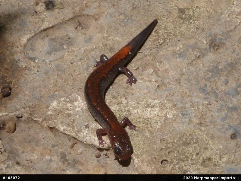 Eastern Red-backed  Salamander