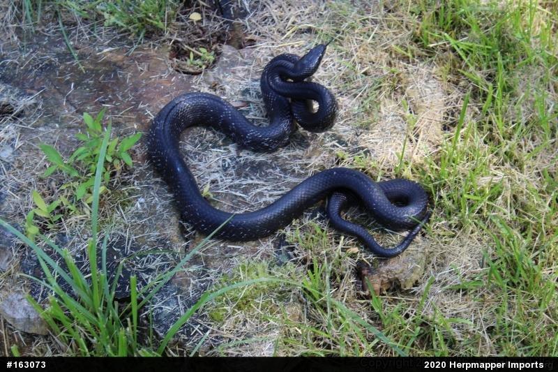 Eastern Ratsnake