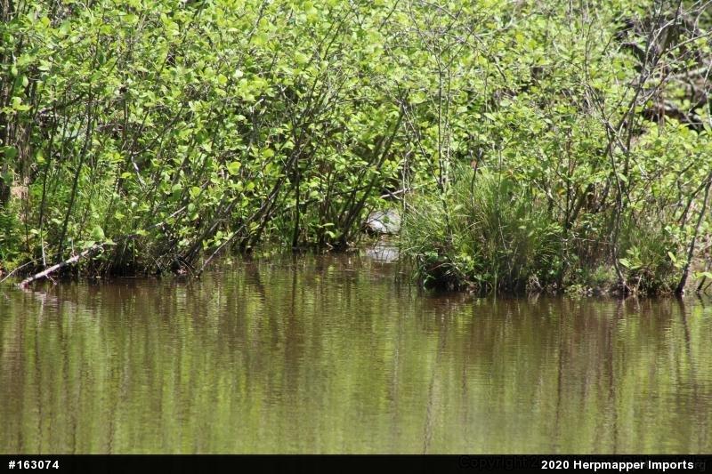 Snapping Turtle