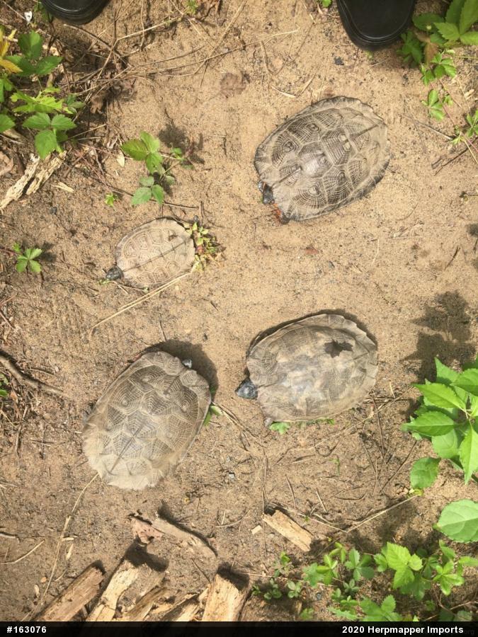 Wood Turtle