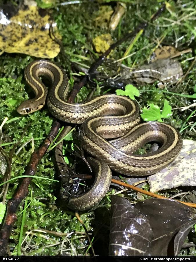 Shorthead Gartersnake