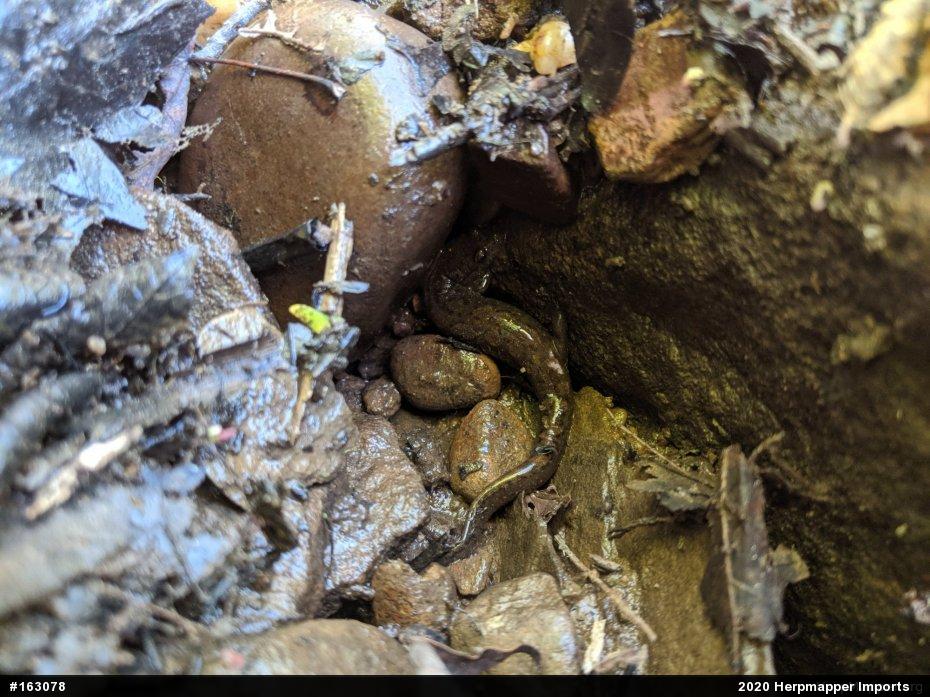 Northern Dusky Salamander
