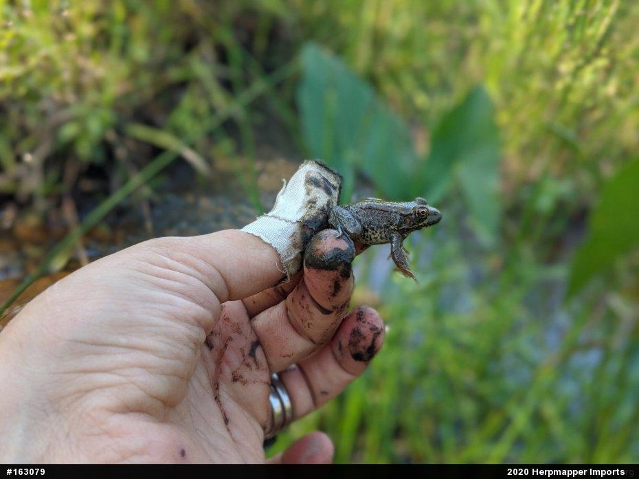 Green Frog