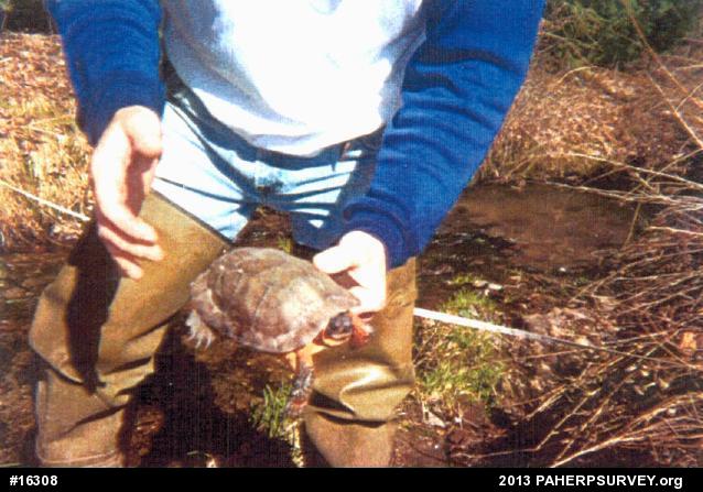 Wood Turtle
