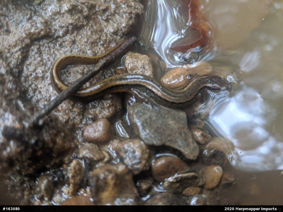 Northern Two-lined Salamander