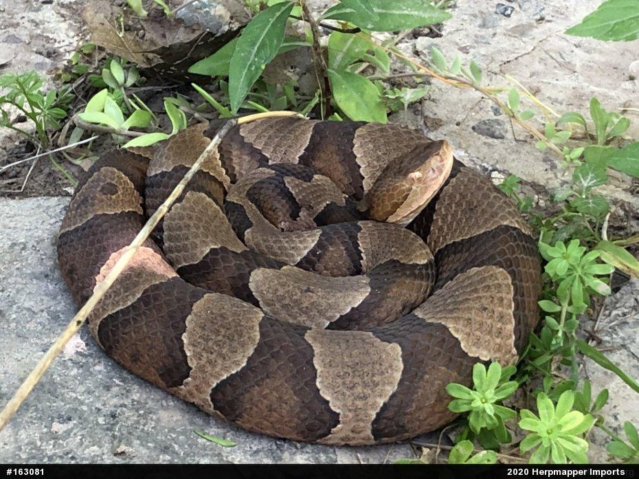 Northern Copperhead