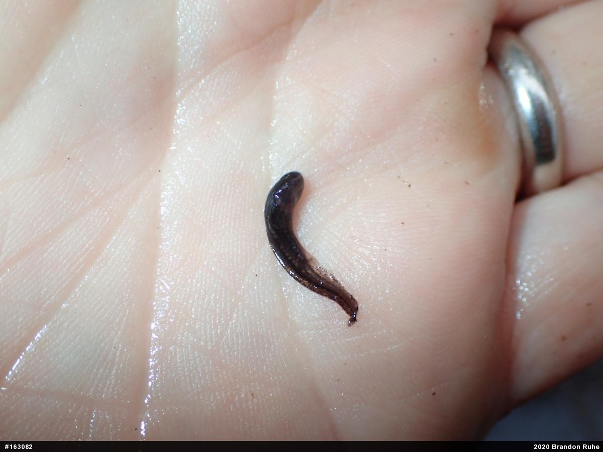 Marbled Salamander