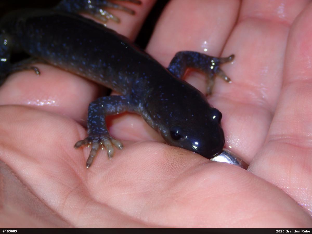 Jefferson Salamander