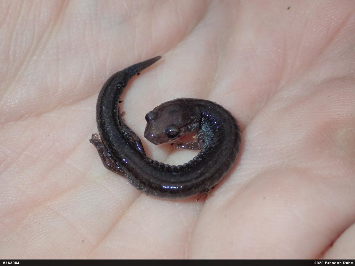 Eastern Red-backed  Salamander