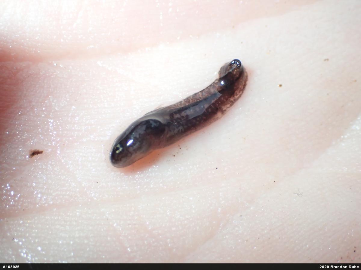 Marbled Salamander