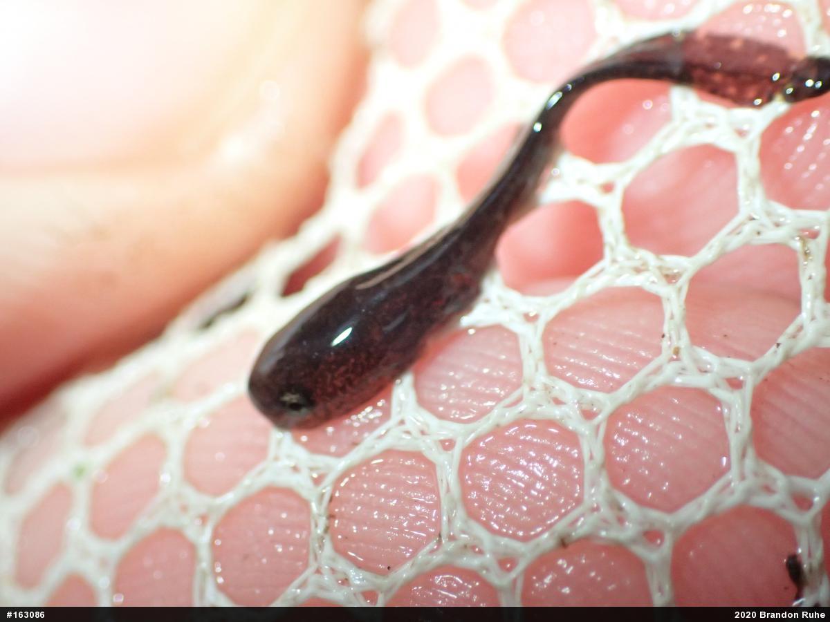 Marbled Salamander