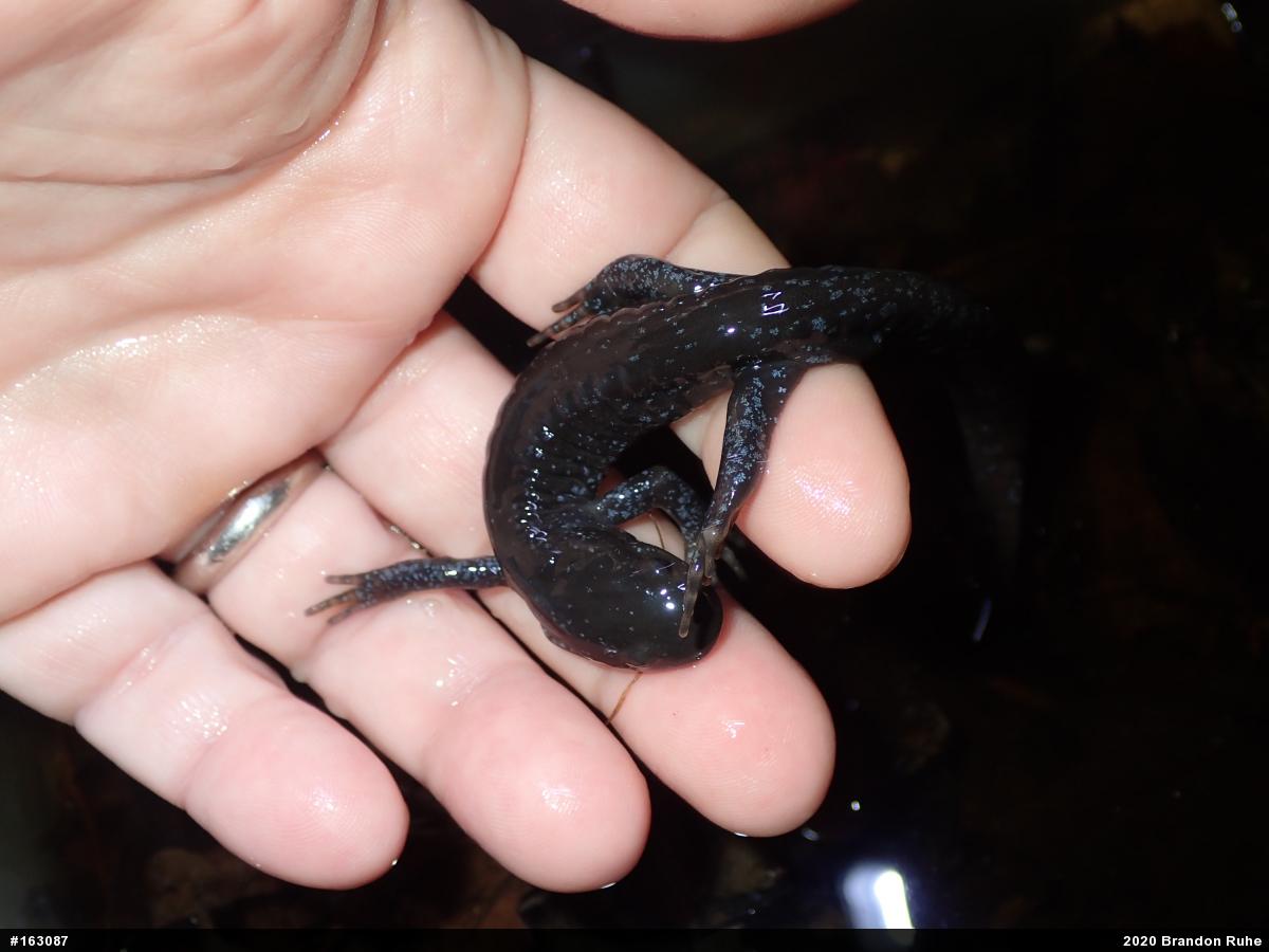 Jefferson Salamander