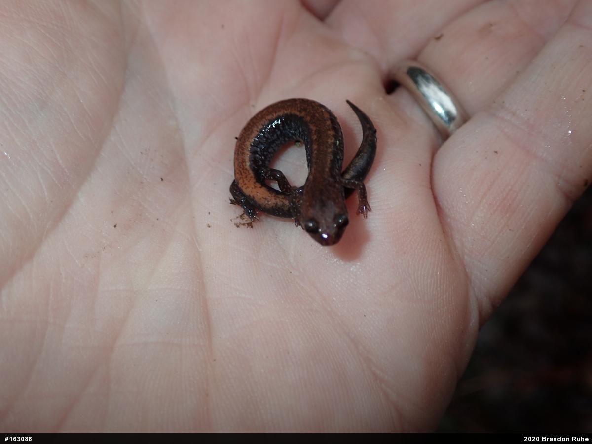 Eastern Red-backed  Salamander