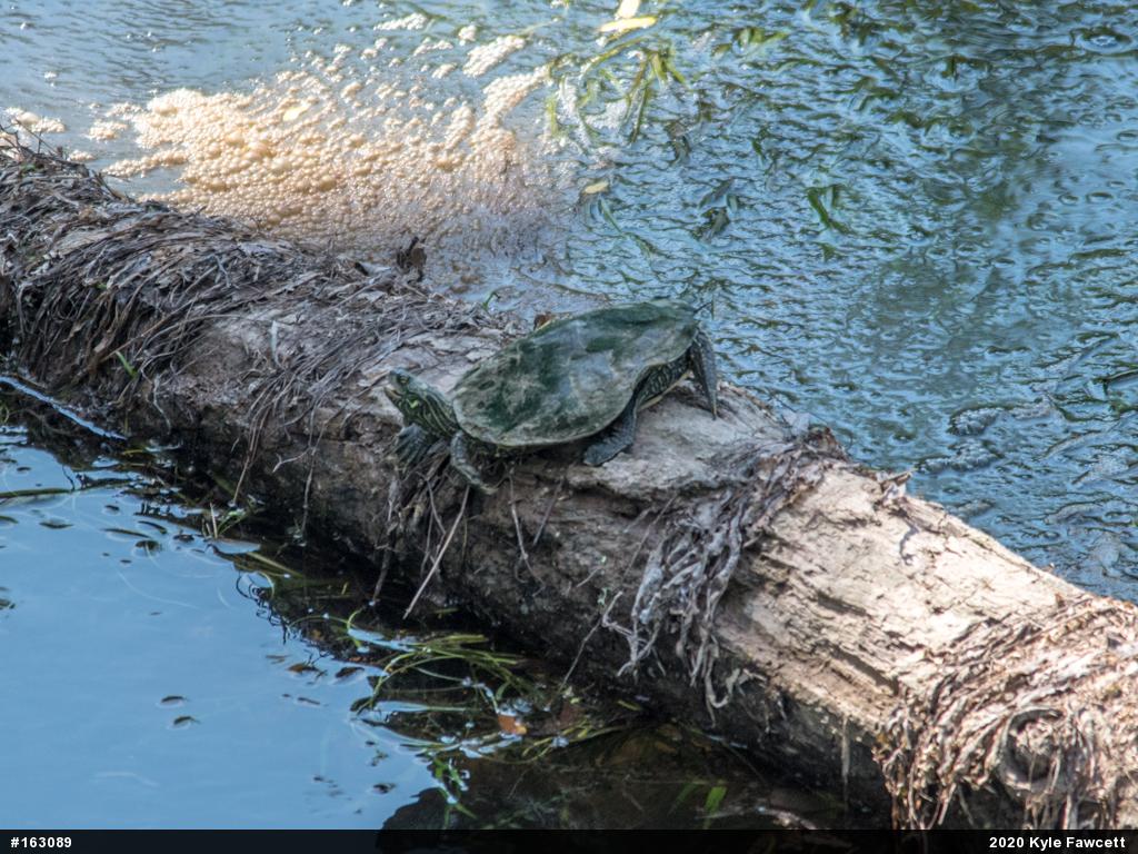 Northern Map Turtle