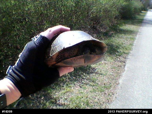 Blanding's Turtle