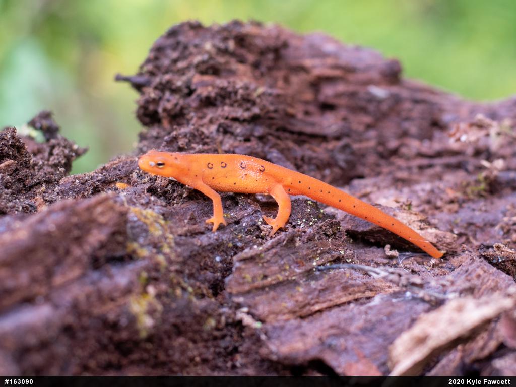 Red-spotted Newt