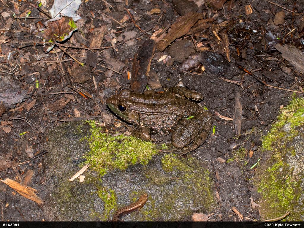 Green Frog